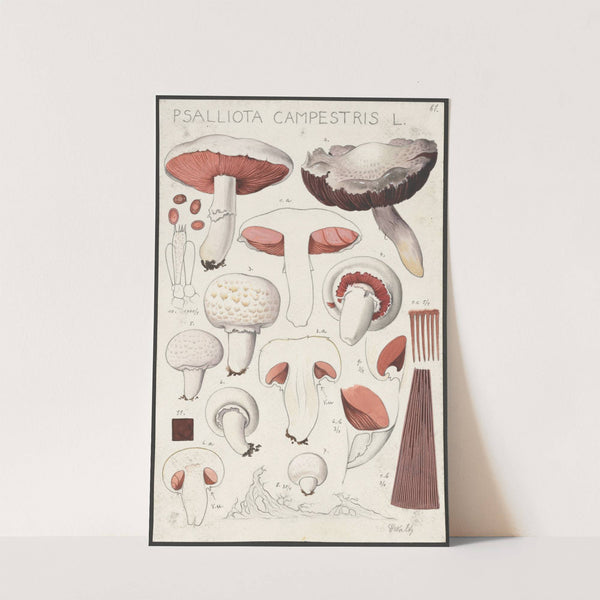 Psalliota campestris L (1915-1945) by Hans Walty