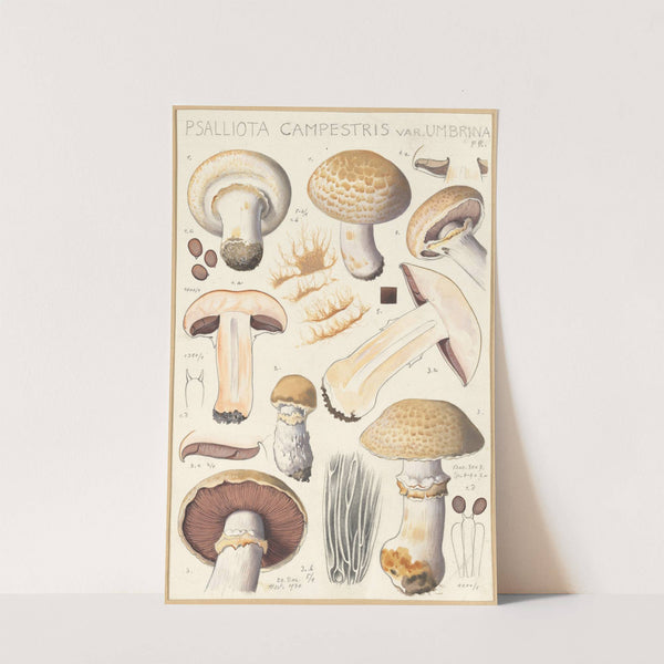 Psalliota campestris, Psalliota campestris var umbrina (1915-1945) by Hans Walty