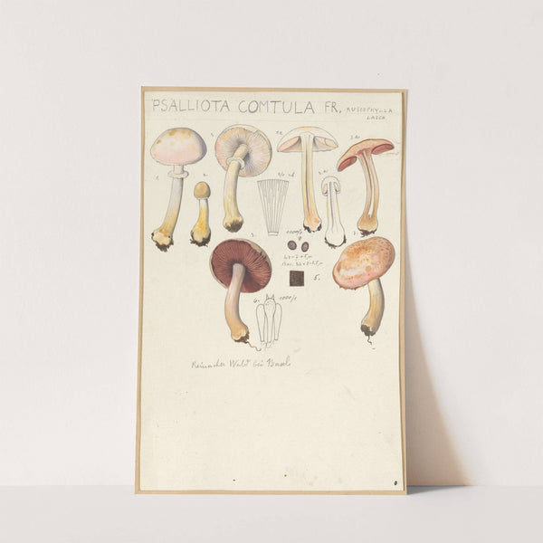 Psalliota comtula (1915-1945) by Hans Walty