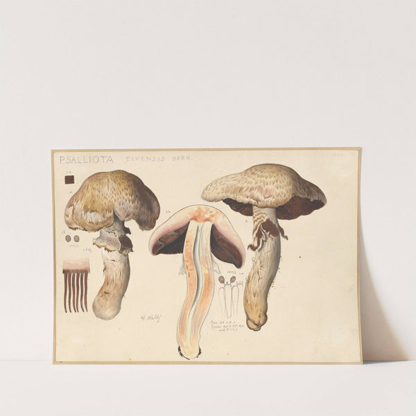 Psalliota elvensis Berk. (1915-1945) by Hans Walty