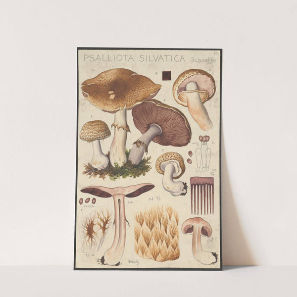 Psalliota silvatica Schaeffer (1915-1945) by Hans Walty