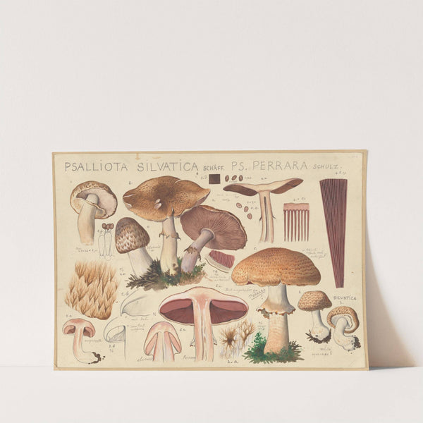 Psalliota silvatica Schäff., Ps. perrara Schulz. (1915-1945) by Hans Walty