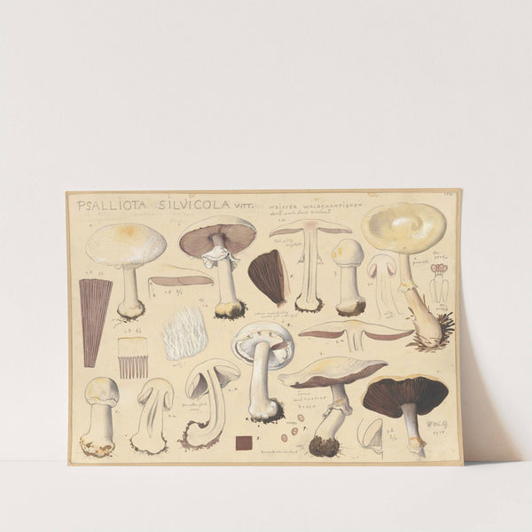 Psalliota silvicola Vitt. (1915-1945) by Hans Walty