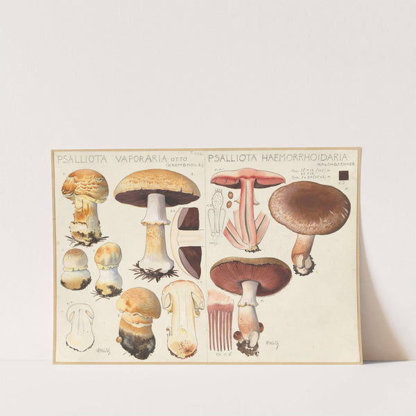 Psalliota vaporaria, Psalliota haemorrhoidaria (1915-1945) by Hans Walty