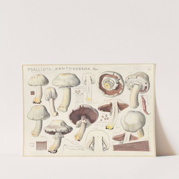 Psalliota xanthoderma Gen. (1915-1945) by Hans Walty
