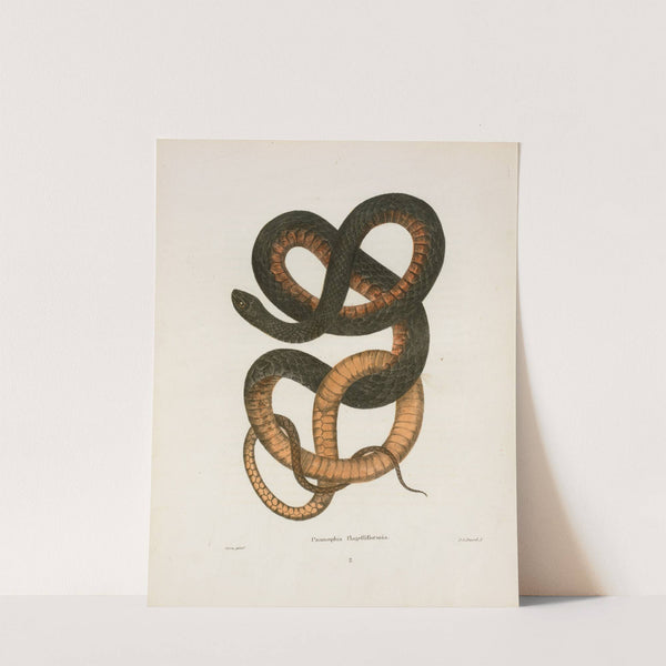 Psammophis flagelliformis. by John Edwards Holbrook