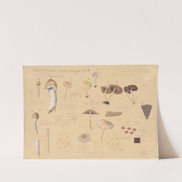 Psathyra gossypina Bull. (1915-1945) by Hans Walty