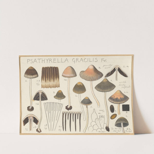 Psathyrella gracilis (1915-1945) by Hans Walty