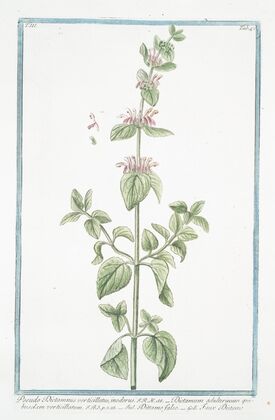 Pseudo Dictamnus verticillatus, inodorus – Dictamum adulterinum quibusdam verticillatum – Dittamo falso – Faux Dictame. (False Dittany)