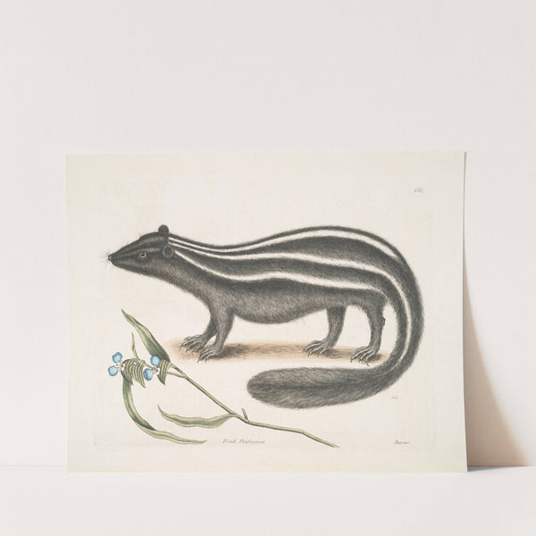 Pseudo-Phalangium ramosum; Putorius, The Pol-Cat. by Mark Catesby