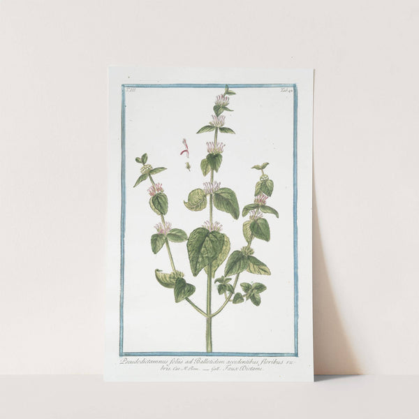 Pseudodictamnus foliis ad Ballotidem accedentibus, floribus rubris - Faux Dictame. (False Dittany, Ballota, 'Nana') by Giorgio Bonelli