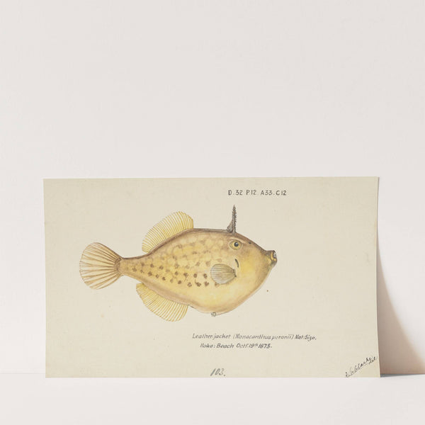 Pseudomonacanthus peroni (1873) by Frank Edward Clarke