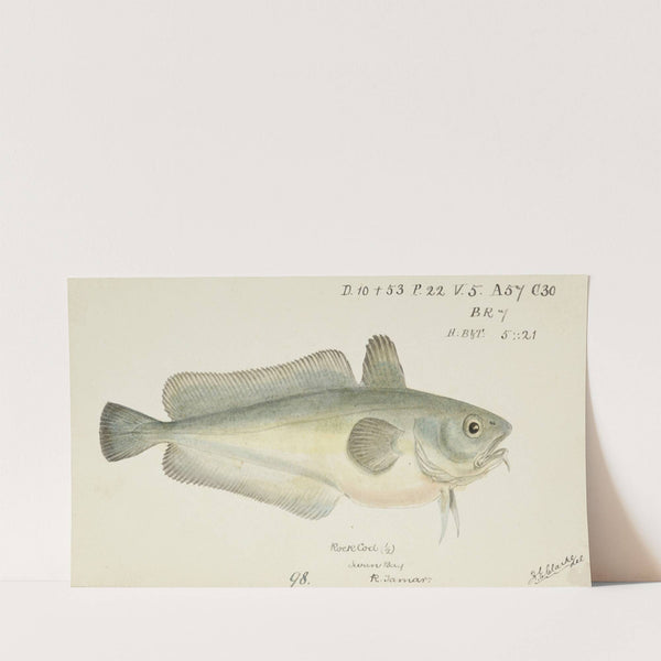 Pseudophycis barbata (Tas) : Southern Bastard Red Cod (before 1870) by Frank Edward Clarke