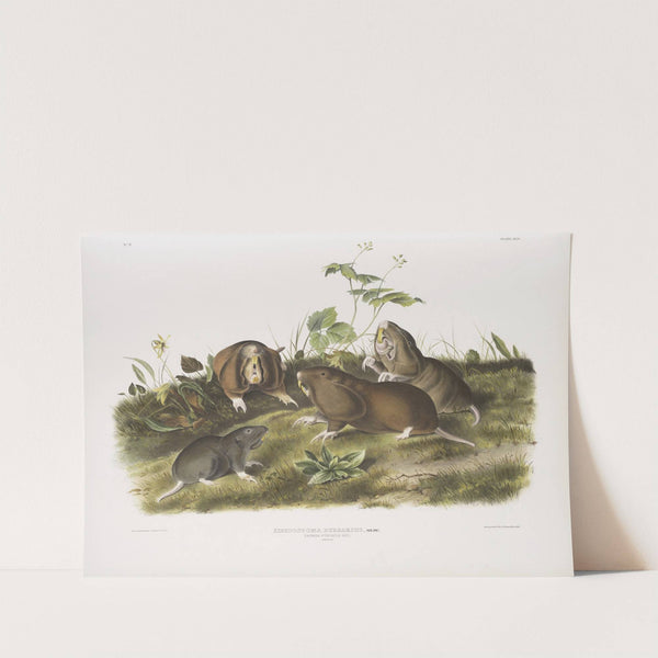 Pseudostoma bursarius, Canada Pouched Rat. Natural size. (1845-1848) by John Woodhouse Audubon