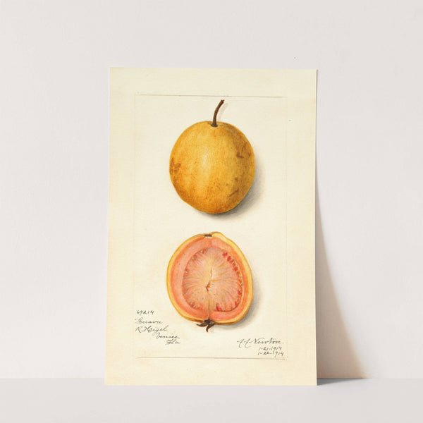 Psidium guajava: Guava by Amanda Almira Newton