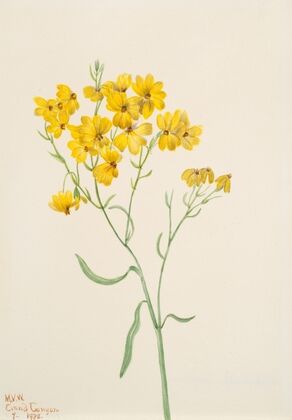 Psilostrophe sparsiflora (1938)