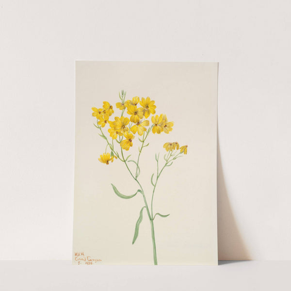 Psilostrophe sparsiflora (1938) by Mary Vaux Walcott