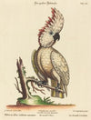Psittacus albus cristatus maximus