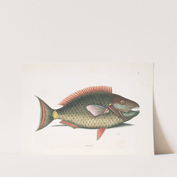 Psittacus &c., The Parrot-Fish. by Mark Catesby