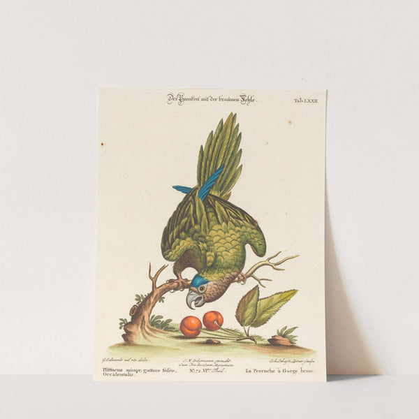 Psittacus minor gutture fusco, occidentalis by Johann Sebastian Leitner