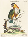 Psittacus viridis minor Mexicanus