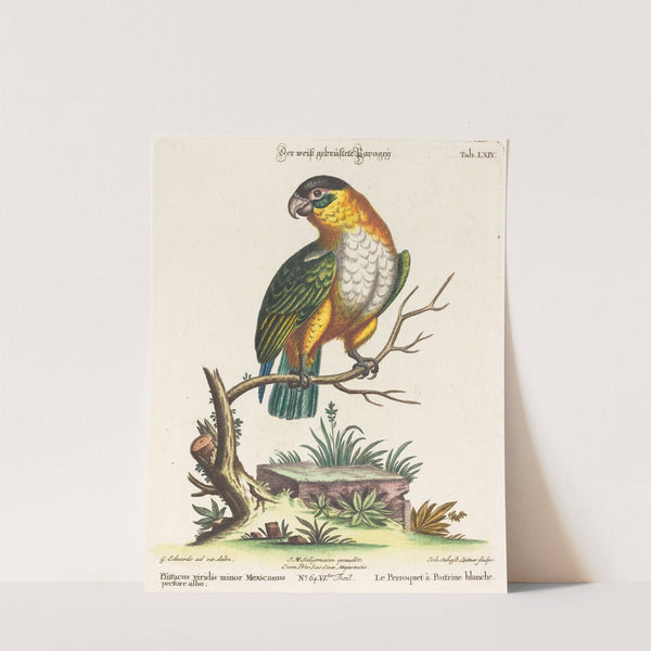 Psittacus viridis minor Mexicanus by Johann Sebastian Leitner