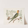 Psitticus Caroliniensis, The Parrot of Carolina. by Mark Catesby