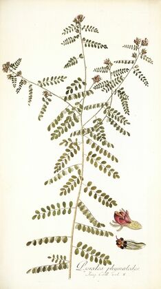 Psoralea phymatodes