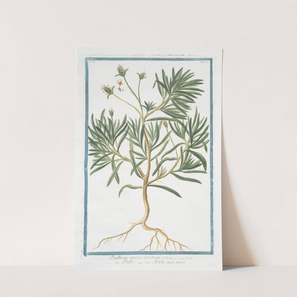 Psyllium majus erectum - Psillio - Herbe aux puces. (Flea seed, Ispaghula, Spogel) by Giorgio Bonelli