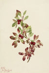 Ptarmiganberry (Arctous alpina) (1922)