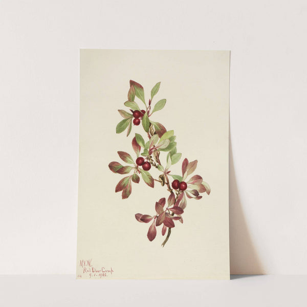 Ptarmiganberry (Arctous alpina) (1922) by Mary Vaux Walcott