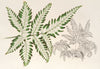 Pteris argyrea