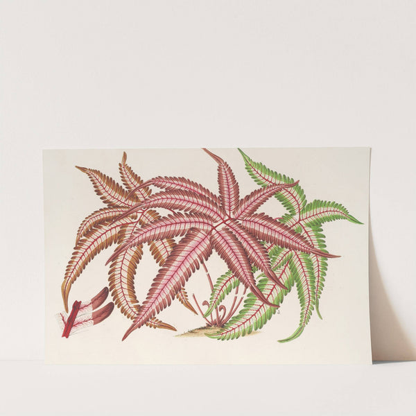 Pteris aspericaulis (var. tricolor) by Charles Antoine Lemaire