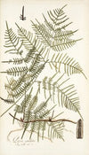 Pteris caudata