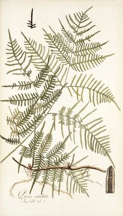 Pteris caudata