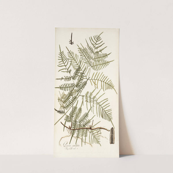 Pteris caudata by Nikolaus Joseph Freiherr von Jacquin