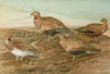 Pterocles arenarius, Pterocles alchata, Pterocles exustus Temm