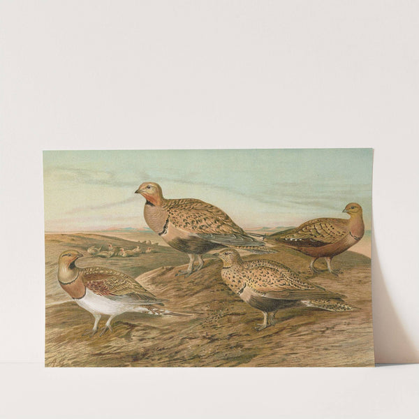 Pterocles arenarius, Pterocles alchata, Pterocles exustus Temm by Johann Friedrich Naumann