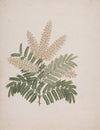 Pterolobium stellatum (Forssk)