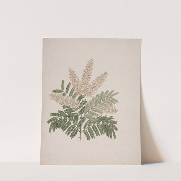 Pterolobium stellatum (Forssk) by Luigi Balugani