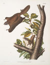 Pteromys Origonensis, Oregon Flying Squirrel. Natural size.