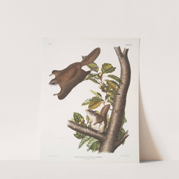 Pteromys Origonensis, Oregon Flying Squirrel. Natural size. (1845-1848) by John Woodhouse Audubon