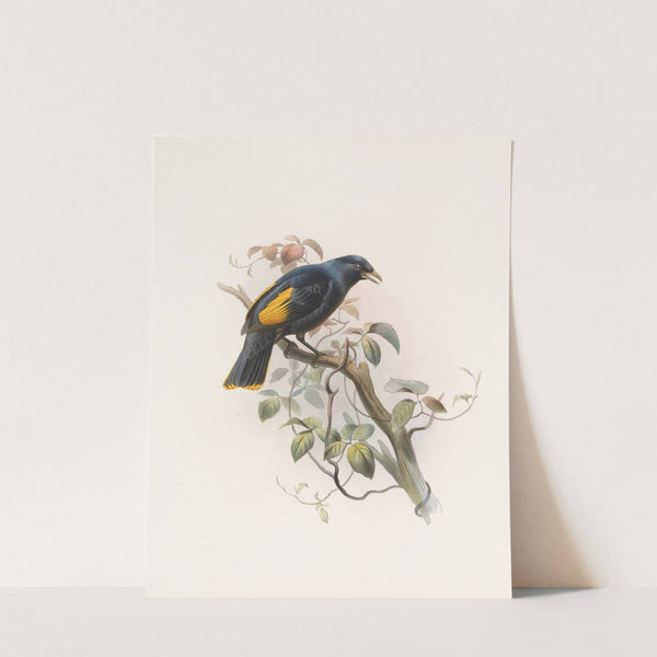 Ptilonorhynchus Rawnsleyi by Daniel Giraud Elliot