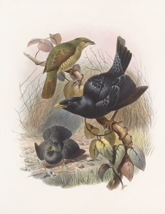 Ptilorhynchus violaceus