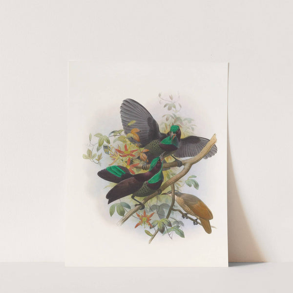 PtilorisVictorie by Daniel Giraud Elliot