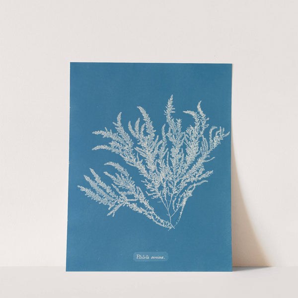 Ptilota sericea by Anna Atkins