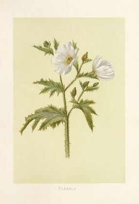 Puakala (1885)