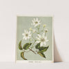 Puawananga. - Clematis indivisa. Plate 1 by Sarah Featon