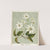 Puawananga. - Clematis indivisa. Plate 1 by Sarah Featon