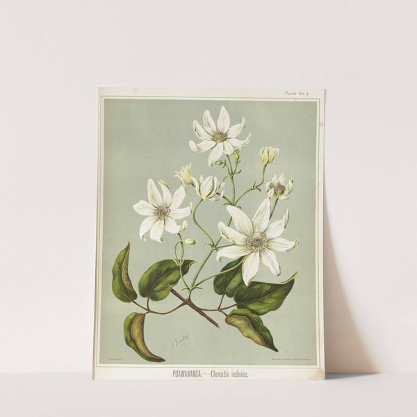 Puawananga. - Clematis indivisa. Plate 1 by Sarah Featon